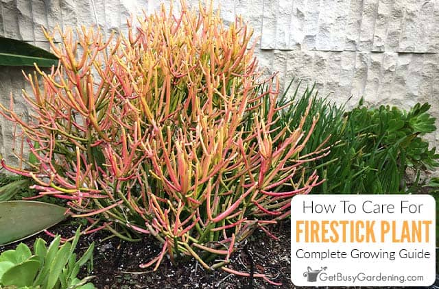 How To Care For Firestick Plant (Euphorbia tirucalli 'Sticks Of Fire')