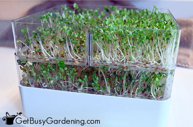Growing sprouts in a sprouter