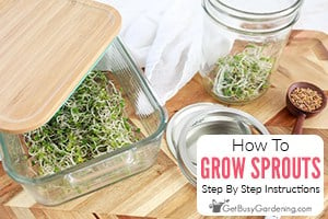 How To Grow Your Own Sprouts At Home
