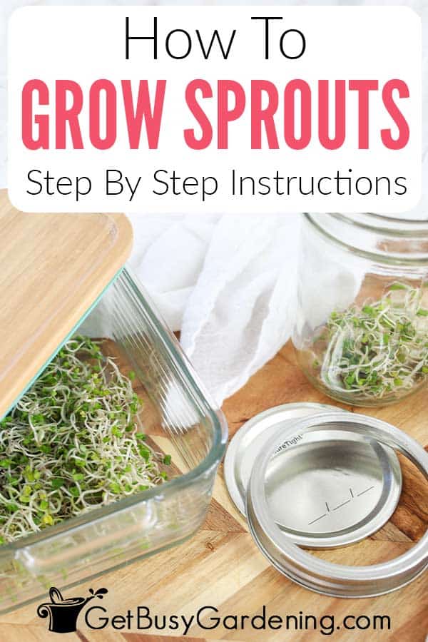 How To Grow Sprouts Step By Step Instructions