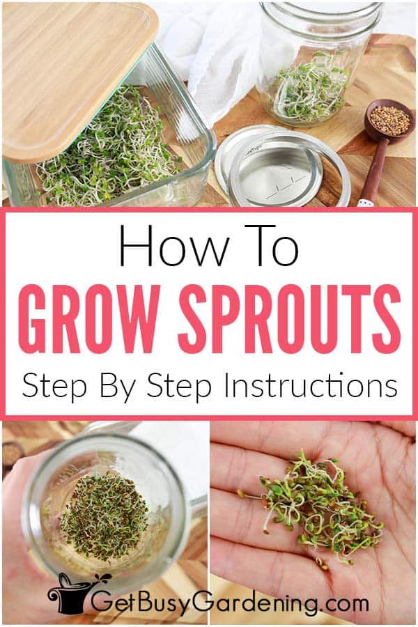 How To Grow Sprouts Step By Step Instructions