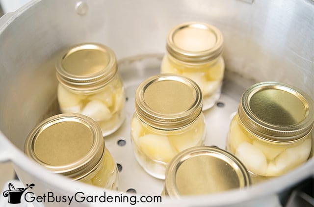Jars of potatoes in the pressure canner