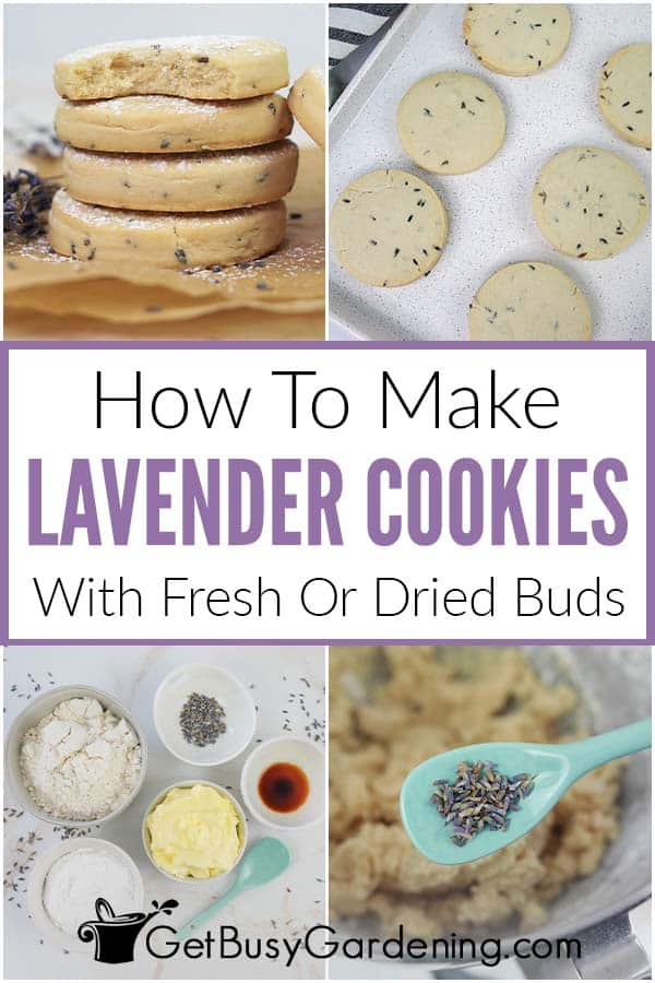 How To Make Lavender Cookies With Fresh Or Dried Buds