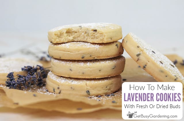 Lavender Cookies Recipe
