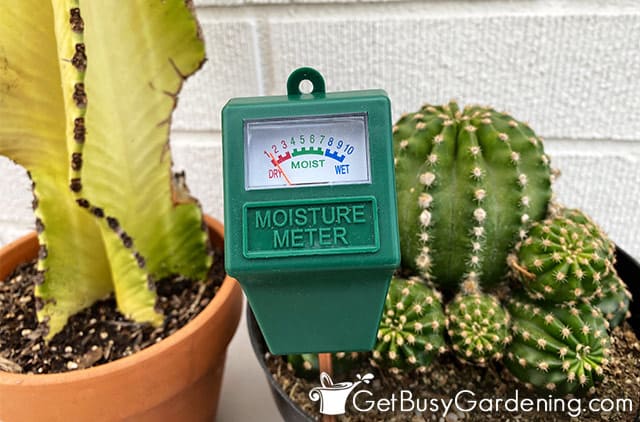 Moisture meter probe showing cactus is dry