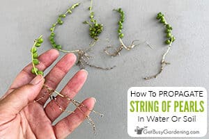 Propagating String Of Pearls In Water Or Soil