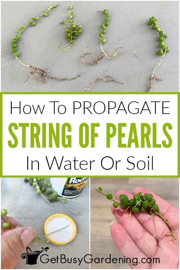 How To Propagate String Of Pearls In Water Or Soil