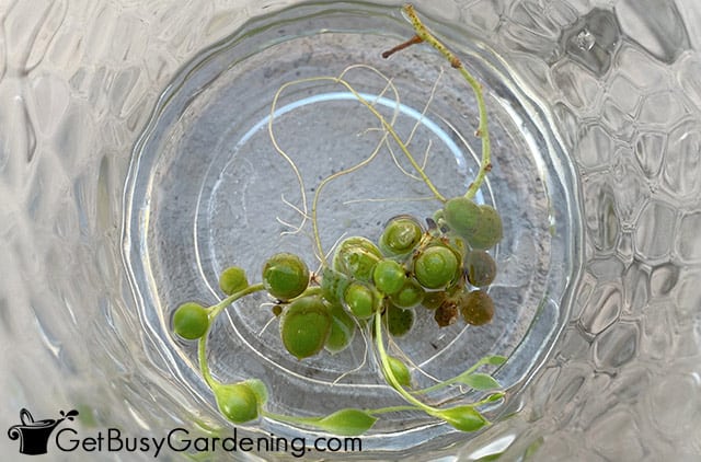 Propagating string of pearls in water