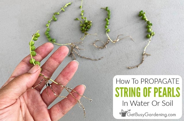 Propagating String Of Pearls In Water Or Soil