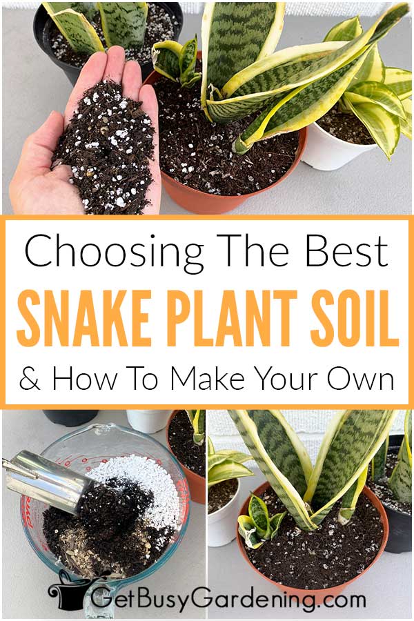 Choosing The Best Snake Plant Soil & How To Make Your Own