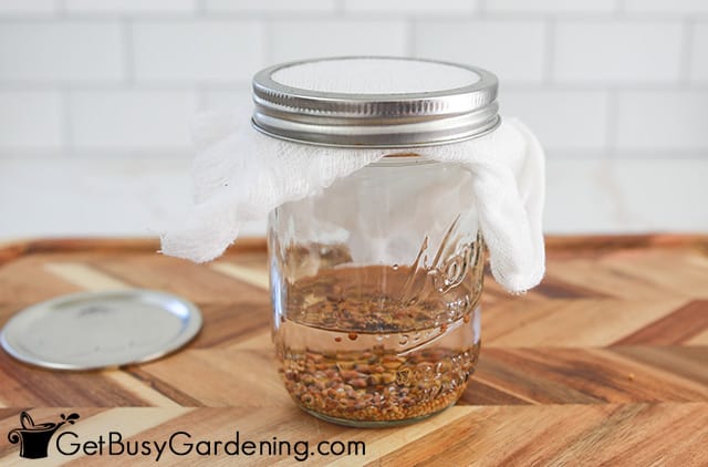 Soaking seeds before sprouting them