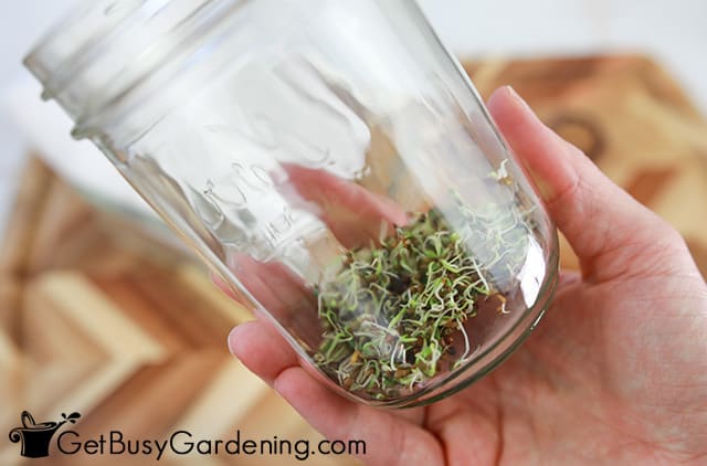 Sprouting seeds in a jar