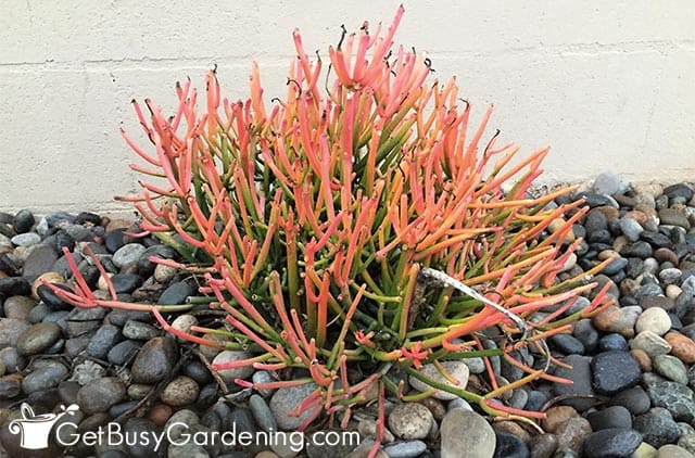 Sticks of fire succulent planted outside