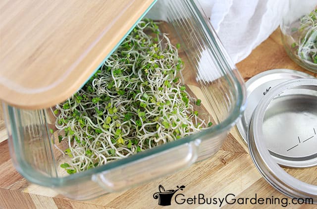 Storing leftover sprouts in a container