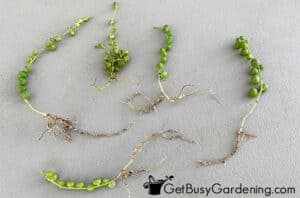 How To Propagate String Of Pearls In Water Or Soil