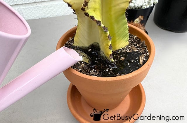 Watering cactus from the top