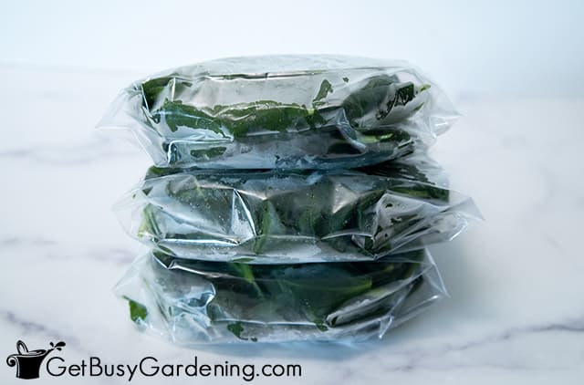 Baggies of frozen spinach ready to store