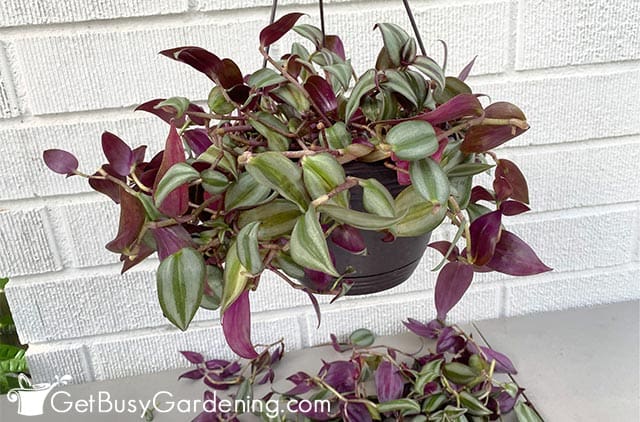 Beautifully pruned wandering jew plant