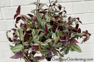 wandering jew no leaves