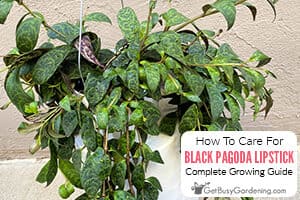 How To Care For Black Pagoda Lipstick Plant