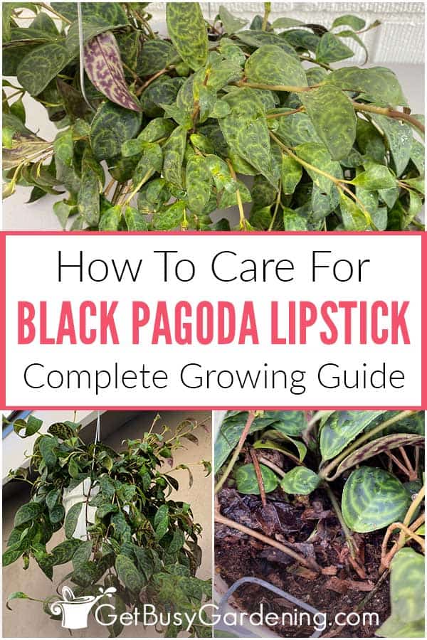How To Care For Black Pagoda Lipstick Complete Growing Guide