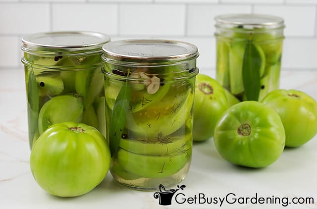 Canned pickled green tomatoes ready for storage