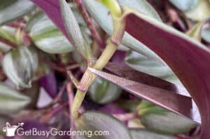 can a wandering jew be cut back