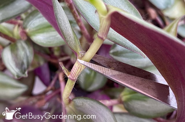 Cut back wandering jew just above a leaf joint