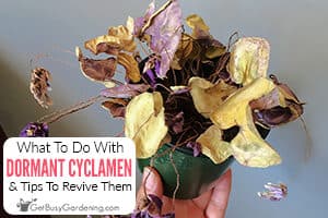 Dormant Cyclamen Care: When, What To Do, & How To Revive It