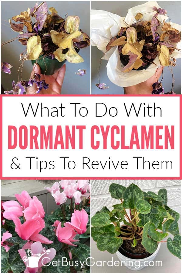 What To Do With Dormant Cyclamen & Tips To Revive Them