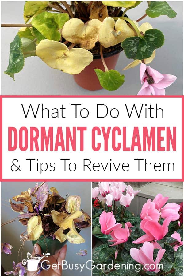 What To Do With Dormant Cyclamen & Tips To Revive Them