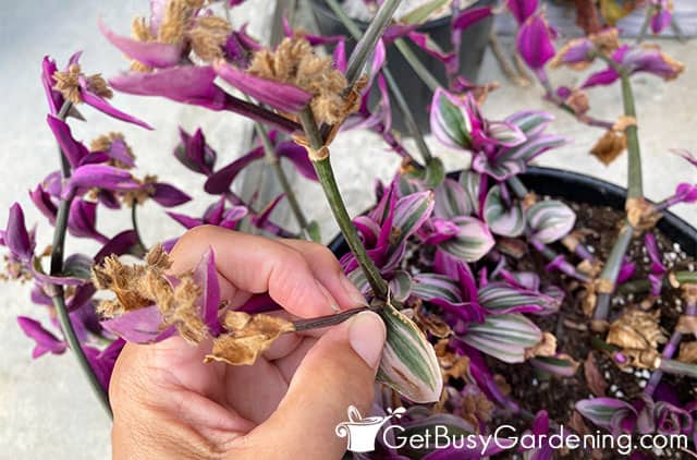 Deadheading spent Tradescantia flowers