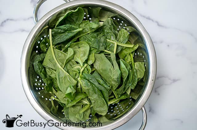 Draining freshly washed spinach leaves