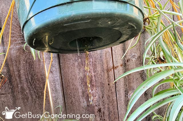 Flushing my spider plant to prevent brown tips