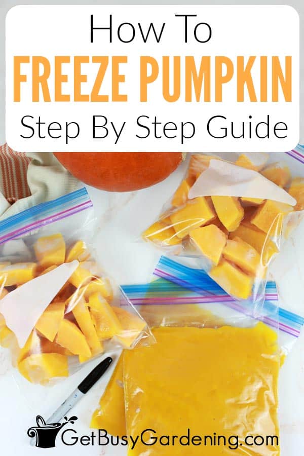 How To Freeze Pumpkin Step By Step Guide