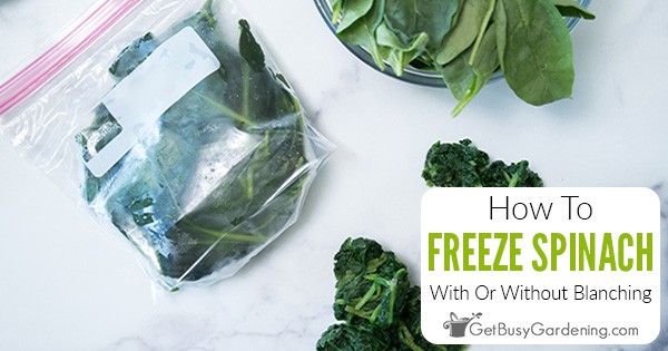 How To Freeze Spinach (With Or Without Blanching)