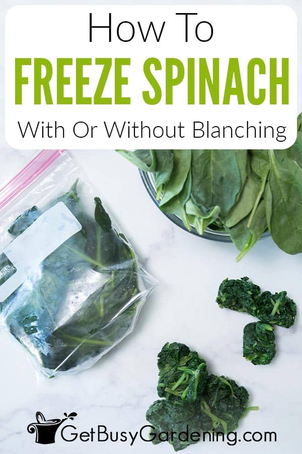 How To Freeze Spinach With Or Without Blanching