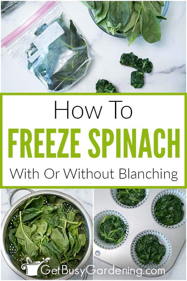 How To Freeze Spinach With Or Without Blanching