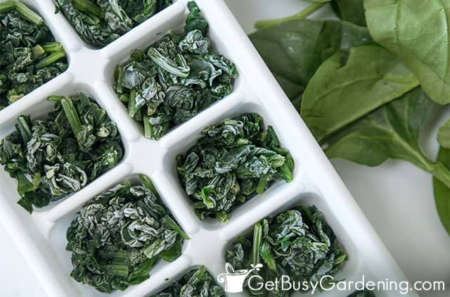 Freezing spinach in ice cube trays