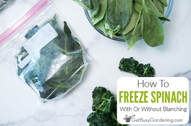 Freezing Spinach With Or Without Blanching