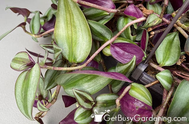 Leggy wandering jew stem