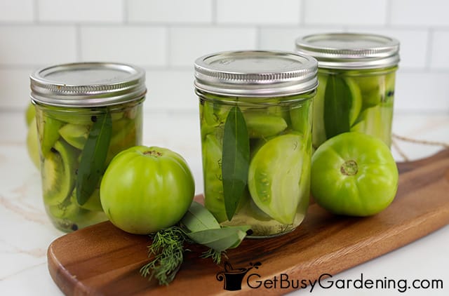 My pickled green tomatoes ready to eat
