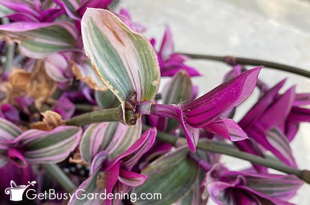 New Tradescantia leaves after pruning