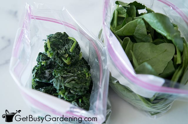 Packing spinach into freezer bags