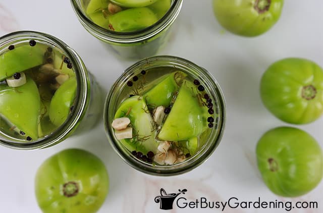 Pickled green tomatoes packed in jars