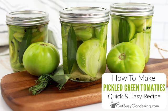 Quick & Easy Pickled Green Tomatoes Recipe