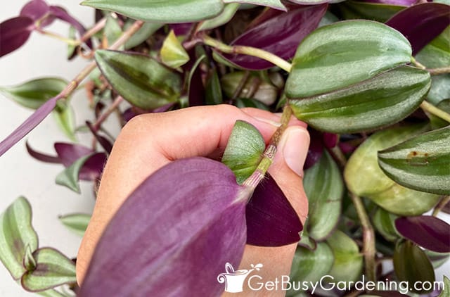 Pinching back wandering jew stems