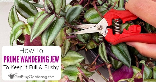 how to repot wandering jew cuttings