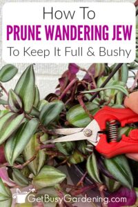 Pruning Wandering Jew (Tradescantia) & How To Make It Bushy