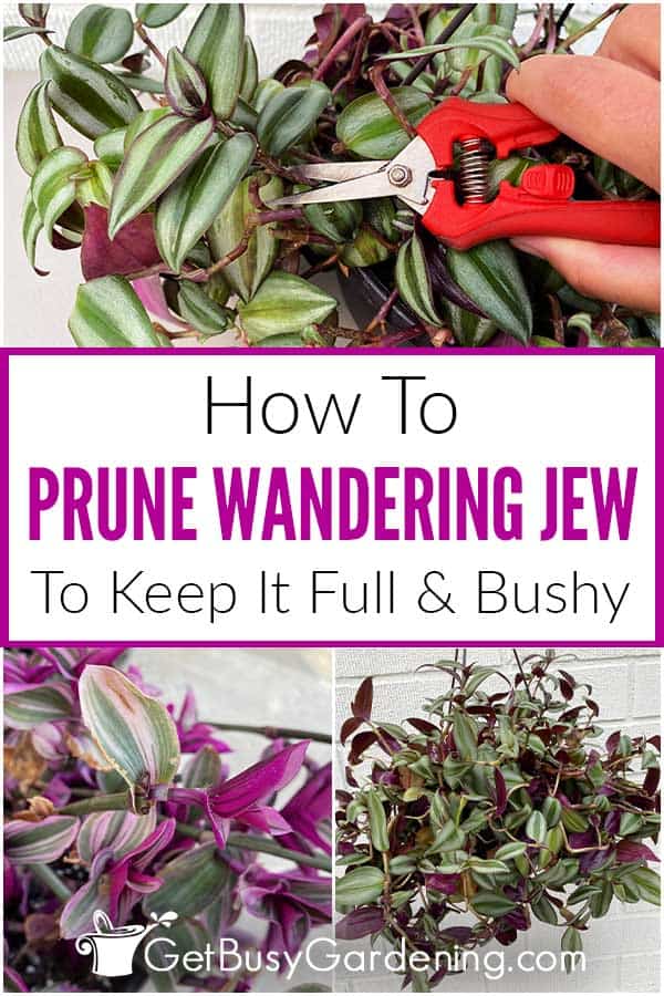 How To Prune Wandering Jew To Keep It Full & Bushy